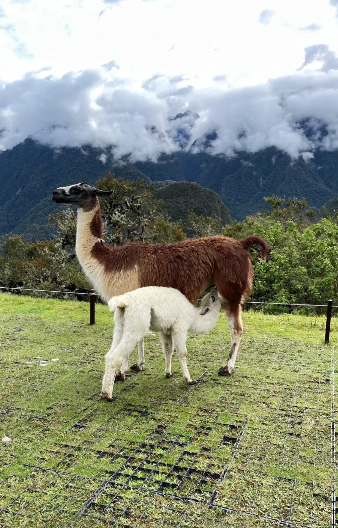 Machu Picchu via Trem - Imagem 8