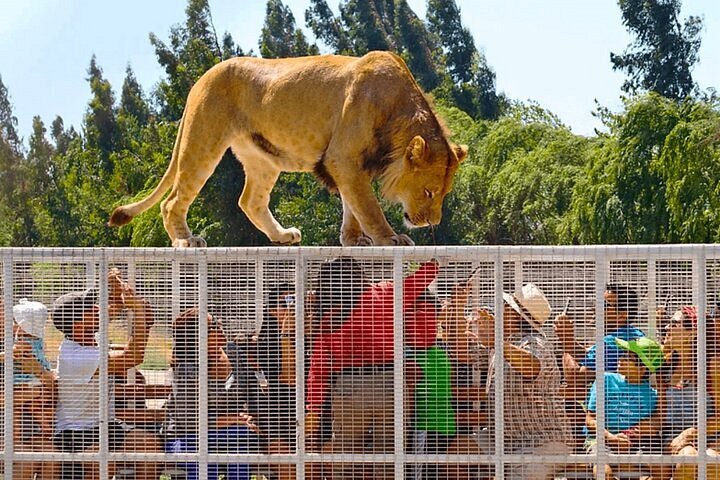 Santiago - Parque Safári Rancagua